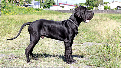 mantle european great dane