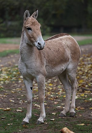 Kulan Equus hemionus kulan Tiergarten-Nuernberg-9.jpg