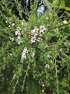 <i>Kunzea amathicola</i> Species of flowering plant