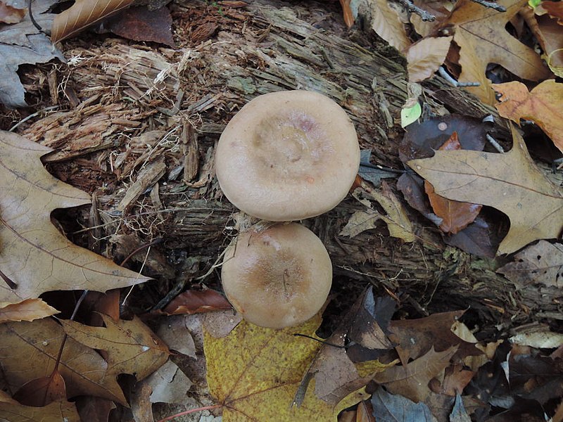 File:Lactarius imperceptus Beardslee & Burl 379089.jpg