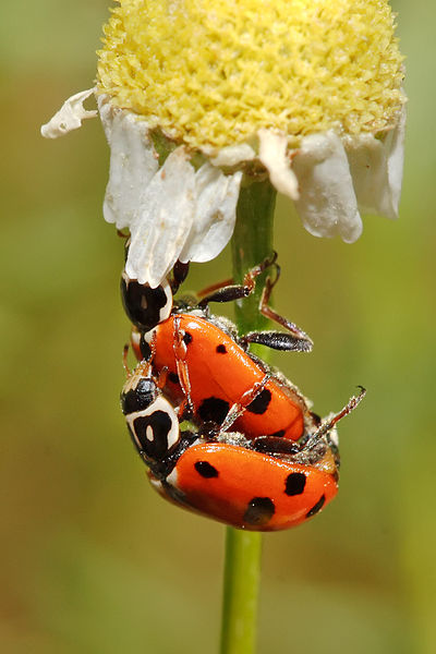 File:Ladybirds mating on chamomile flower.jpg