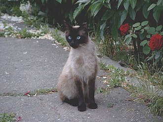 giant siamese cat