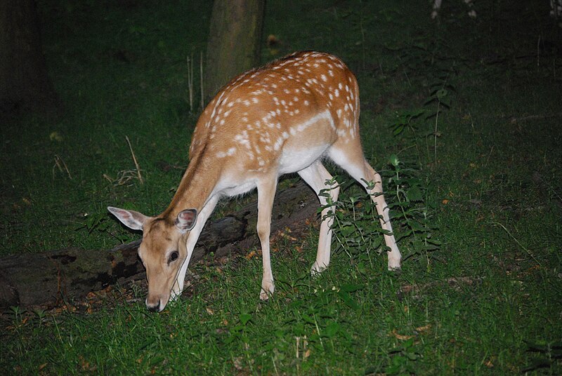 File:Lainzer Tiergarten Damwild 02.jpg