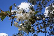 Streuobstbäume, Hermannstal, Wüstung, Apfelblüte