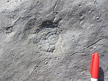 Large and small Aspidella discs on a bedding surface of the Fermeuse Formation Large Aspidella.jpg