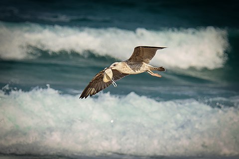 A young seagull with a protective mask in its beak, Bulgarian Black Sea.