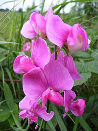 Lathyrus latifolius, rosenvial