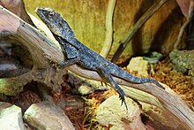 A frilled lizard in a reptile display (frill folded) Le Bugue - Aquarium du Perigord noir - Lezard a collerette - 001.jpg