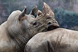 Des rhinocéros blancs.