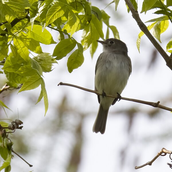 File:Least flycatcher magee marsh 5.12.23 DSC 7821-topaz-denoiseraw.jpg