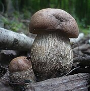 Le Bolet rude des trembles (Leccinum duriusculum), comestible moyen.