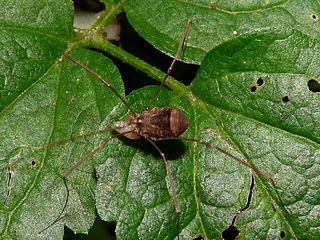 <i>Leiobunum blackwalli</i> Species of harvestman/daddy longlegs