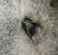 Close-up of a male ring-tailed lemur's wrist, showing a black scent gland and a thorn-like spur next to it