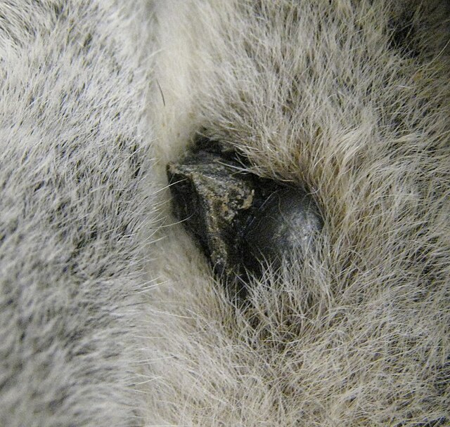 The antebrachial scent gland and spur on the forearm of a male ring-tailed lemur