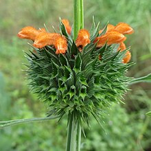 Leonotis dysophylla (8667158793) .jpg