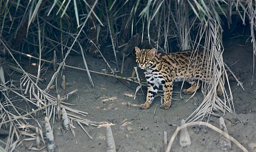 Leopard cat India.jpg