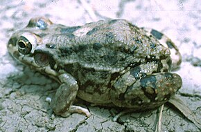 Descrizione dell'immagine Leptodactylus bufonius01.jpg.