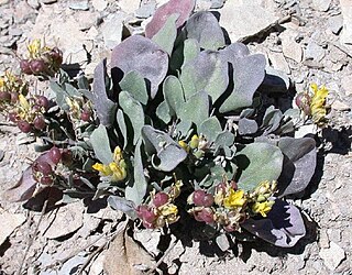 <i>Physaria pruinosa</i> Species of flowering plant