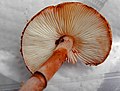 Thumbnail for Leucoagaricus croceovelutinus