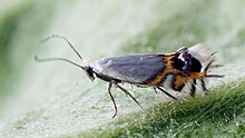 Leucoptera malifoliella - Pear Leaf Blister Ngengat - Кружковая моль боярышниковая (48002082933).jpg