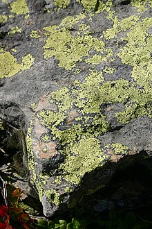 Lichen ag1.jpg