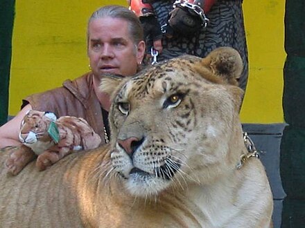 This LION / TIGER hybrid looks like he's LOITERING