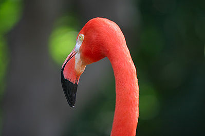 Head of flamingo