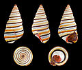 Image 20 Liguus virgineus Photograph: H. Zell Liguus virgineus, also known as the candy cane snail, is a species of snail in the family Orthalicidae. It is native to the Caribbean island of Hispaniola, in the nations of Haiti and the Dominican Republic. There have also been at least three reports of living specimens being found in the Florida Keys of the United States. The snail lives on trees and feeds on moss, fungi and microscopic algae covering the bark. More selected pictures