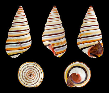 Liguus virgineus (Candy Cane Snail)