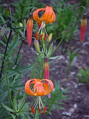 Lys panthère (Lilium pardalinum)