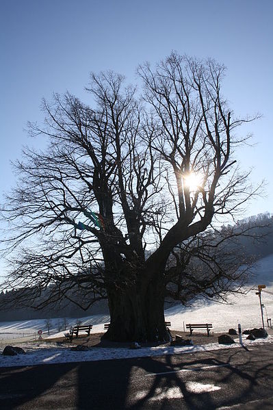 File:Linde von Linn (AG, Schweiz), Januar 2010.jpg