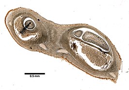 Lineus albifrons