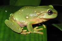 Litoria splendida