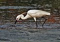 In Breeding plumage-actively catching prey in ಕೊಲ್ಕತ್ತ.