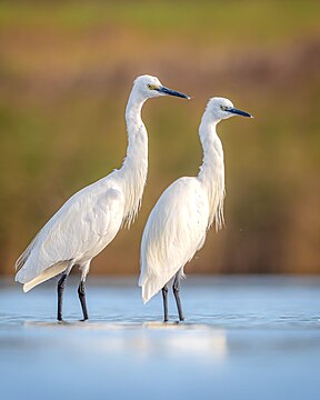 "Little_egrets_(Finistere,_France).jpg" by User:Stephan Sprinz