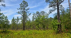Long-leaf pine savannah wet-lands with pitcher plants (Sarracenia alata) in foreground, Tyler County, Texas (May 2020)