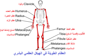 العظام الطويلة - صورة أمامية.