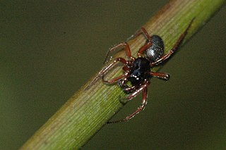 <i>Lophomma</i> Genus of spiders