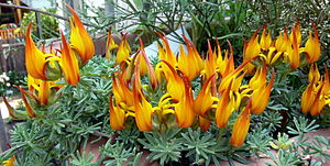 Spotted horn clover (lotus maculatus)