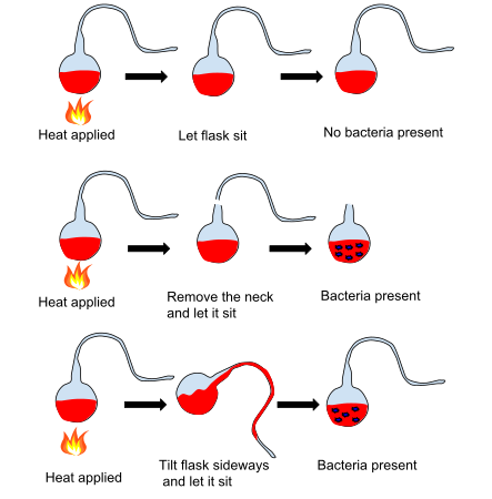 Louis Pasteur's spontaneous generation experiment illustrates that liquid nutrients are spoiled by particles in the air rather than the air itself, the results of these experiments supported the germ theory of disease.