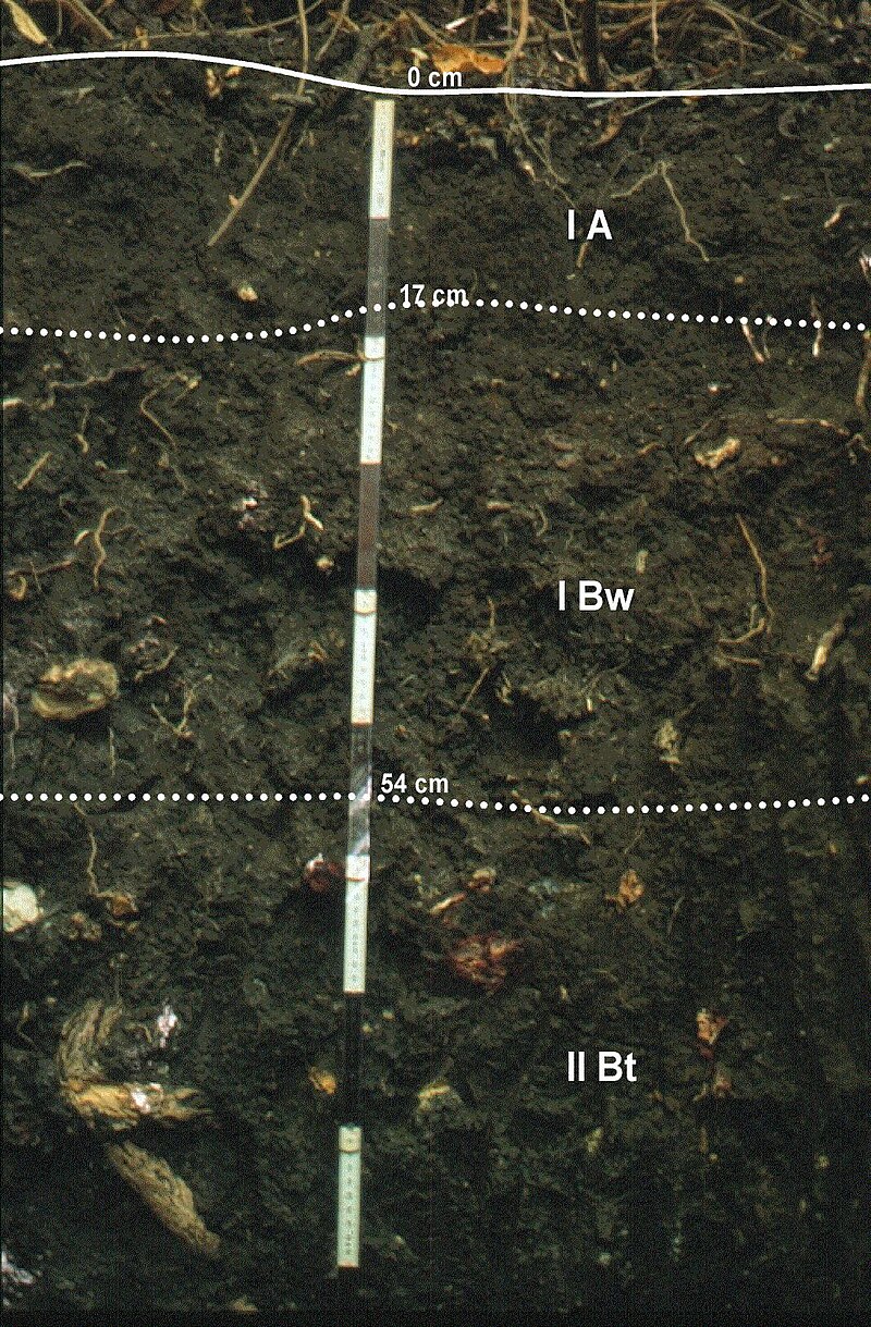 World Reference Base for Soil Resources - Wikipedia