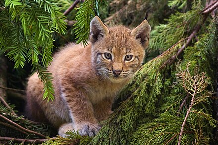 Eurasian lynx kitten