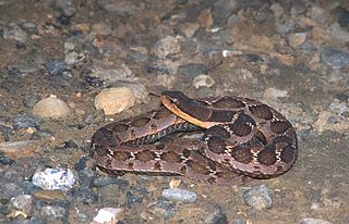 <i>Pseudagkistrodon</i> Genus of snake
