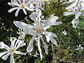 Magnolia stellata (ru:Магнолия звёздчатая) (en:Star magnolia) (de:Stern-Magnolie) (lv:Zvaigžņu magnolija)