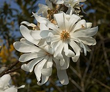 Magnolia stellata D.jpg