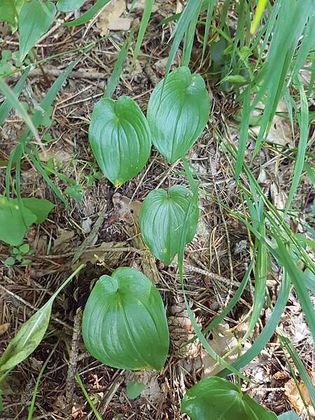 File:Maianthemum bifolium sl57.jpg