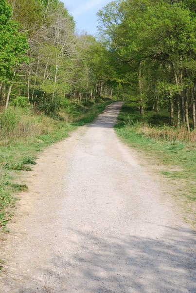 File:Main track through Duncliffe Woods - geograph.org.uk - 410893.jpg