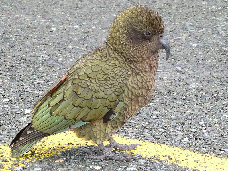 Fil:Male Kea Milford sound.jpg