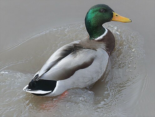 A mallard swims in the Iowa River in Iowa City, Iowa.