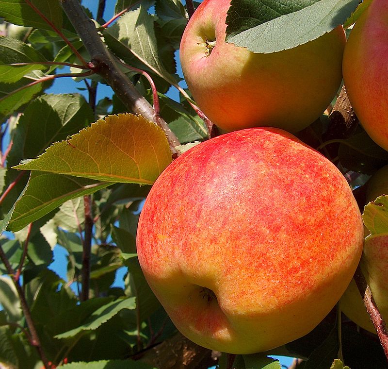 Golden Delicious - Wikipedia